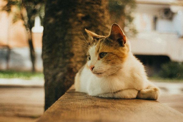 Guía para diseñar looks versátiles que brillan de día y de noche